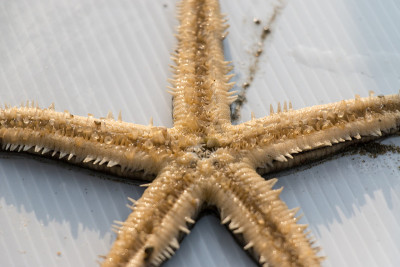 Starfish or sea stars are star-shaped echinoderms 