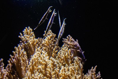 海洋生物