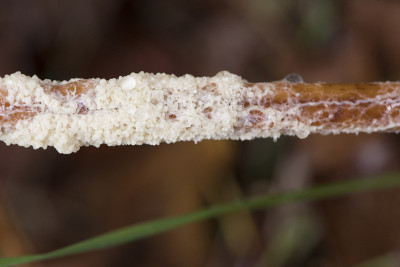 黏菌是一种通过孢子繁殖的生物，在非常潮湿的时期出现在草地和草甸中的植物上