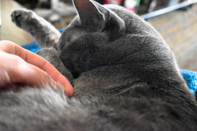 爱抚着一只俄罗斯蓝猫