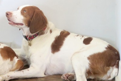 布列塔尼猎犬