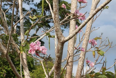 粉色guayacan树