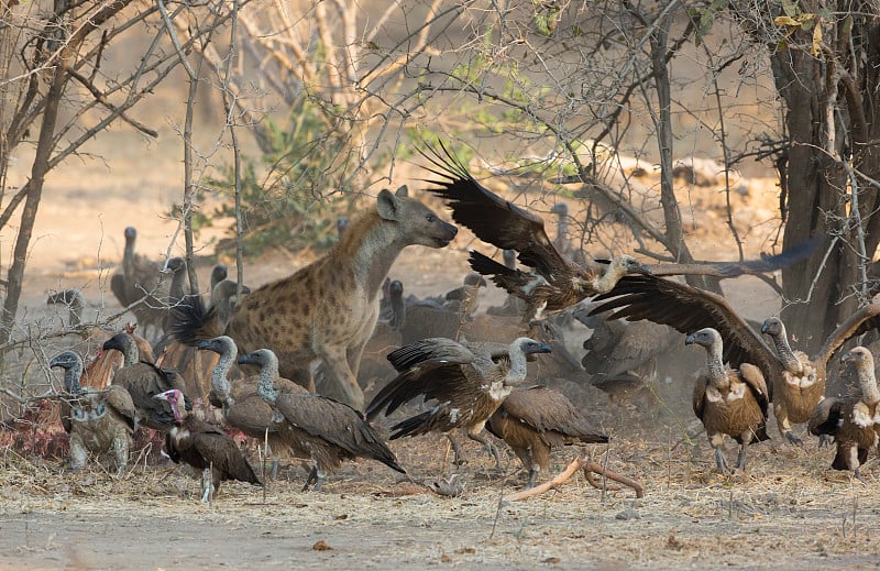 斑点鬣狗(Crocuta Crocuta)与白背秃鹫(Gyps africanus)