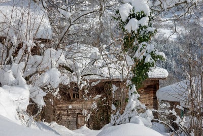 冬季降雪松树