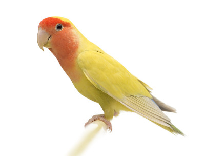 红脸Lovebird的肖像
