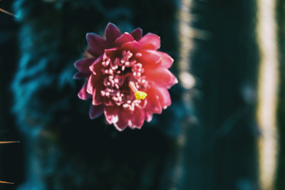 一种仙人掌的粉红色花的雄蕊的细节