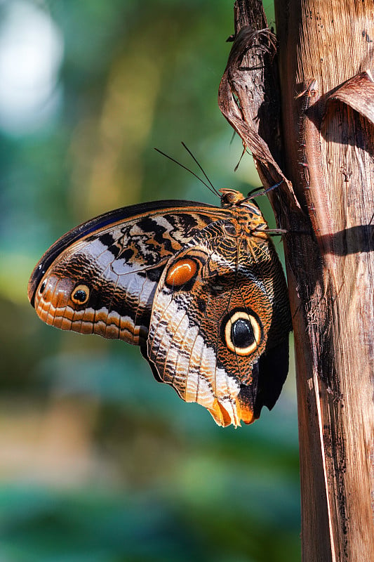 猫头鹰蝴蝶，caligo eurilochus。美丽的棕色的蝴蝶