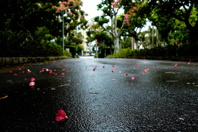 雨天的公园景色。