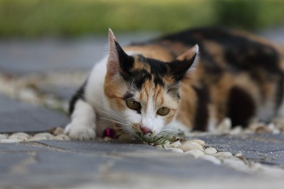猫