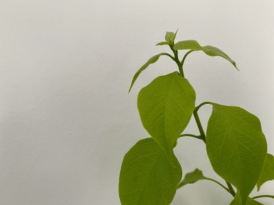 白色墙上的绿叶花