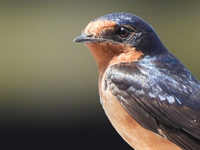 谷仓燕子(Hirundo rustica)栖息在电话电缆上