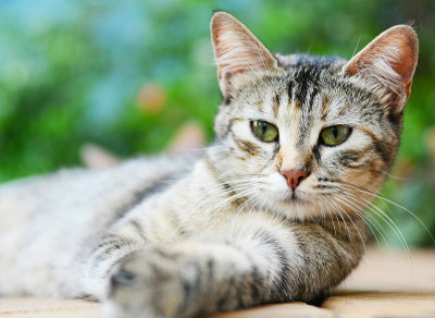 街猫