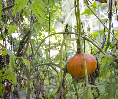 用鱼菜共生法种植南瓜
