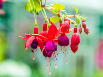 美丽的樱红色花