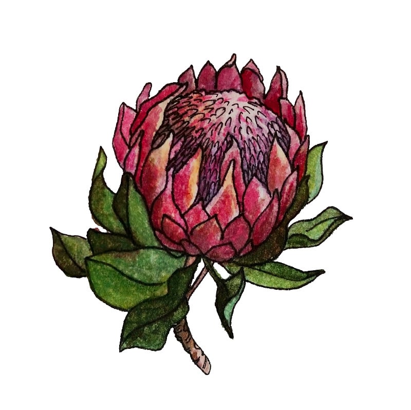 孤立元素的野花在水彩Protea