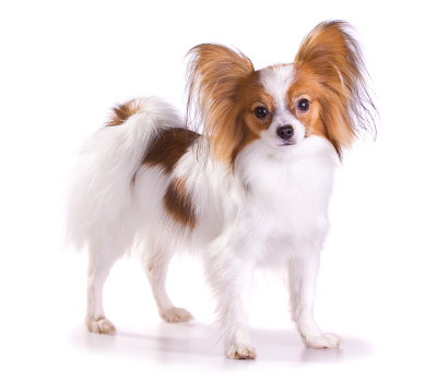 犬种蝶耳犬