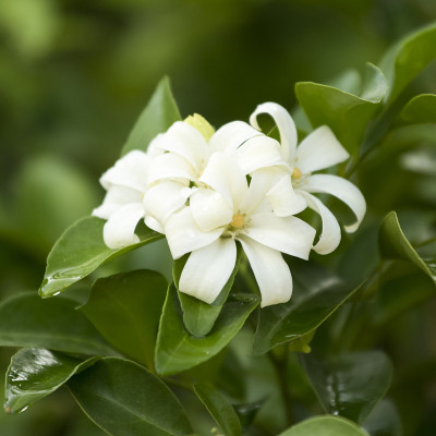 花、橙茉莉香水