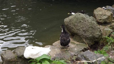 鸭子,quack-quack