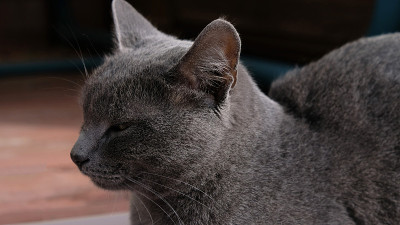灰色猫黄眼睛的特写肖像。那只猫在打盹，眼睛半睁着。灰色的猫嘴，黄眼睛，长长的黑胡子，灰色的鼻子。有选
