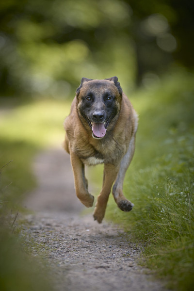 马里努阿犬牧羊犬
