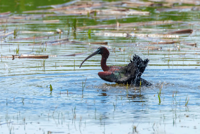 朱鹮(Plegadis falcinellus)涉禽