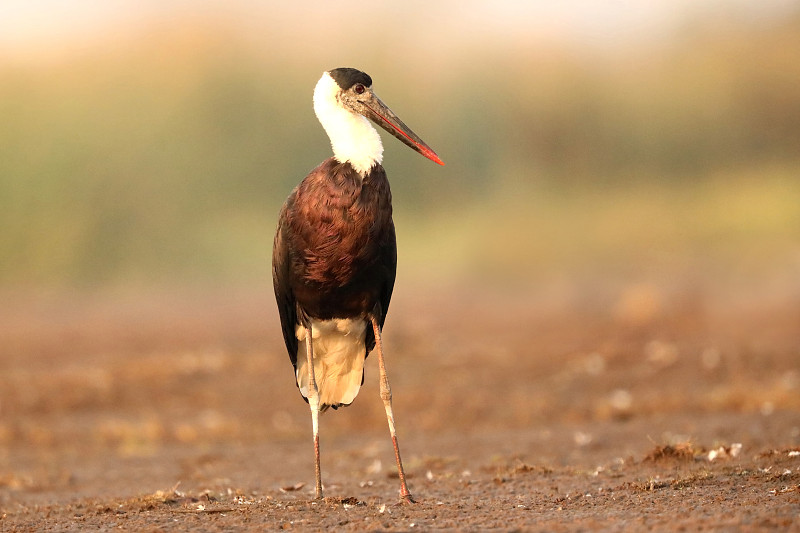 wly Necked Stork, Ciconia episcopus, Bhigwan湿地，马哈拉