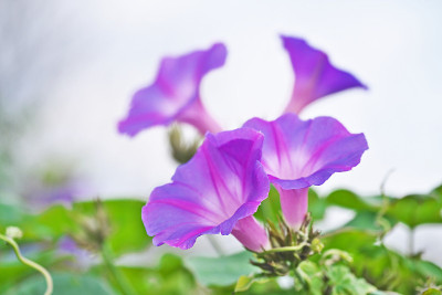 牵牛花