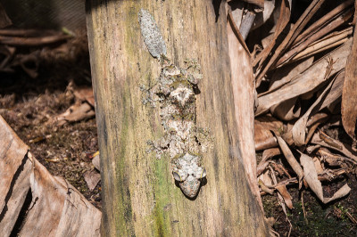 Uroplatus