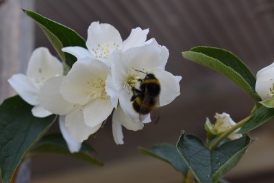 蜜蜂和花
