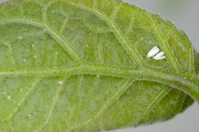 棉粉虱(烟粉虱)成虫、卵和幼虫寄生在棉花叶片下侧