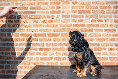 可爱的骑士查尔斯国王猎犬在砖墙前训练