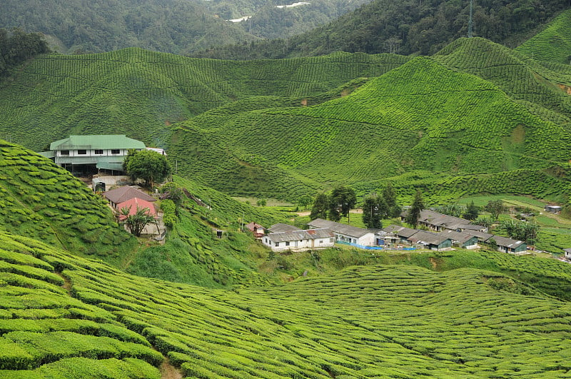 卡梅隆高地茶园