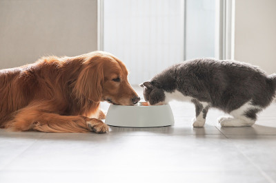 金毛猎犬和英国短毛猎犬在一起吃饭