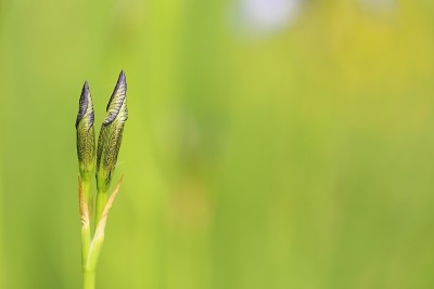 紫罗兰鸢尾花在绿色背景上。