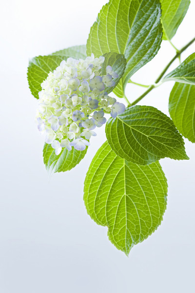 绣球花