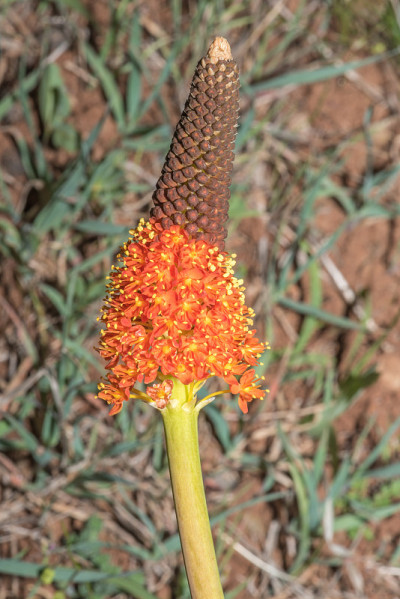 花的rooikatstert