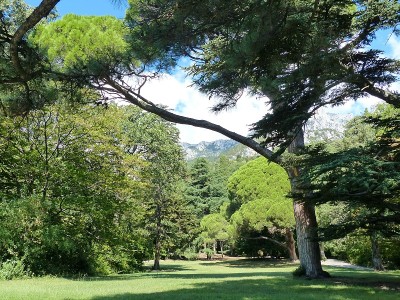 透过松树，你可以看到山顶。大型针叶树普遍有柏树，意大利和克里米亚松，黎巴嫩和阿特拉斯雪松，西班牙冷杉