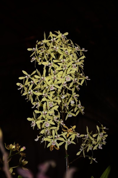 美丽的兰花