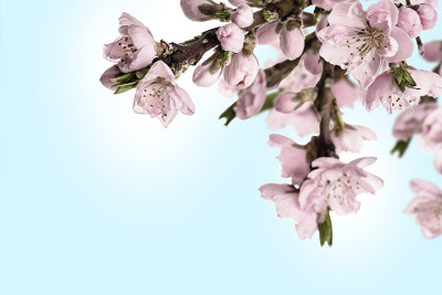 桃花卡片