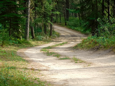 穿过针叶林的多风道路