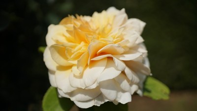 单瓣淡黄玫瑰花。
