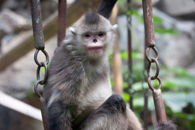 金丝猴