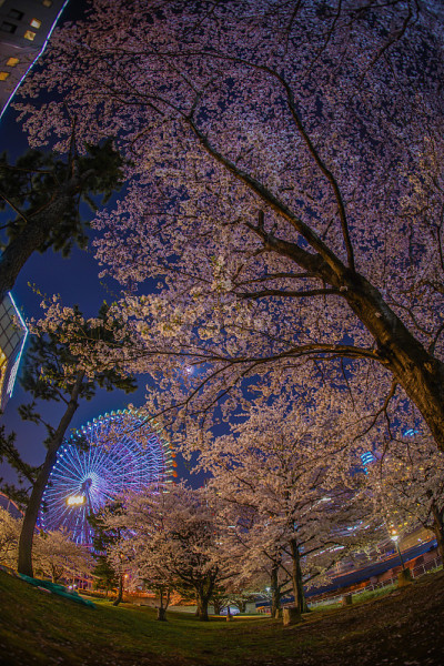 樱花和港区未来的摩天轮