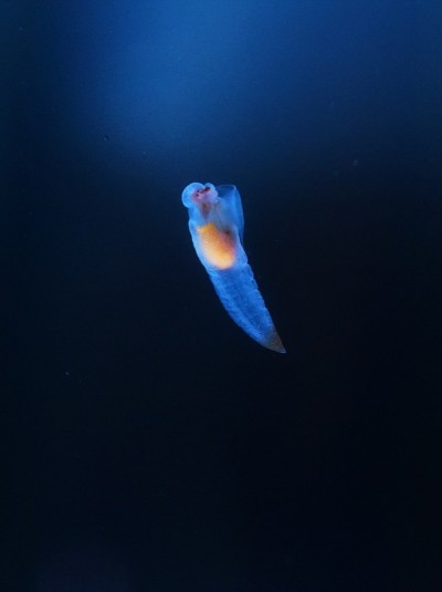 知床妖精Clione