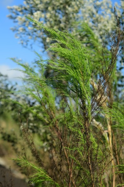 高草
