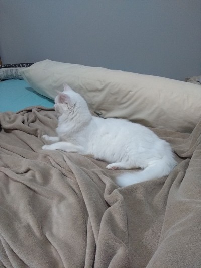 土耳其安哥拉猫