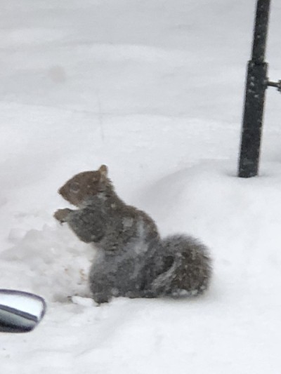 雪