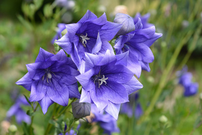 球花重蓝