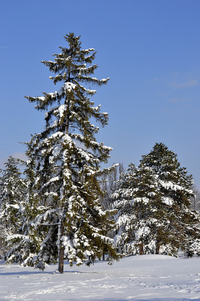 森林里树枝上的雪