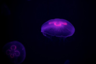 水母在神秘的世界里